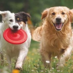 Pet Garden​